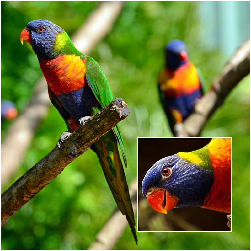 Rainbow lorikeet